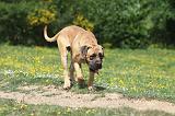 BOERBULL 025